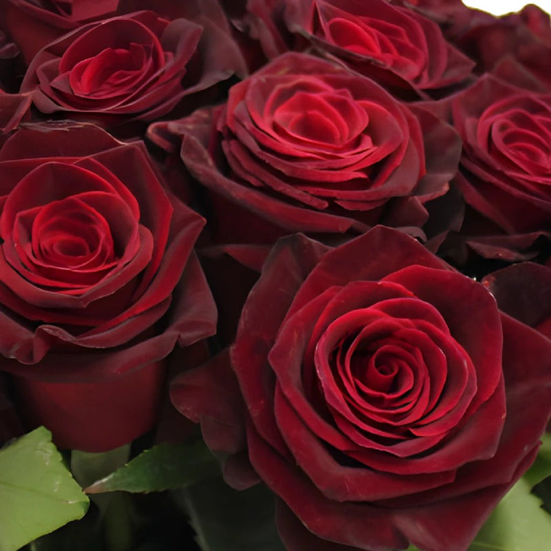 Black & Red Tinted Roses