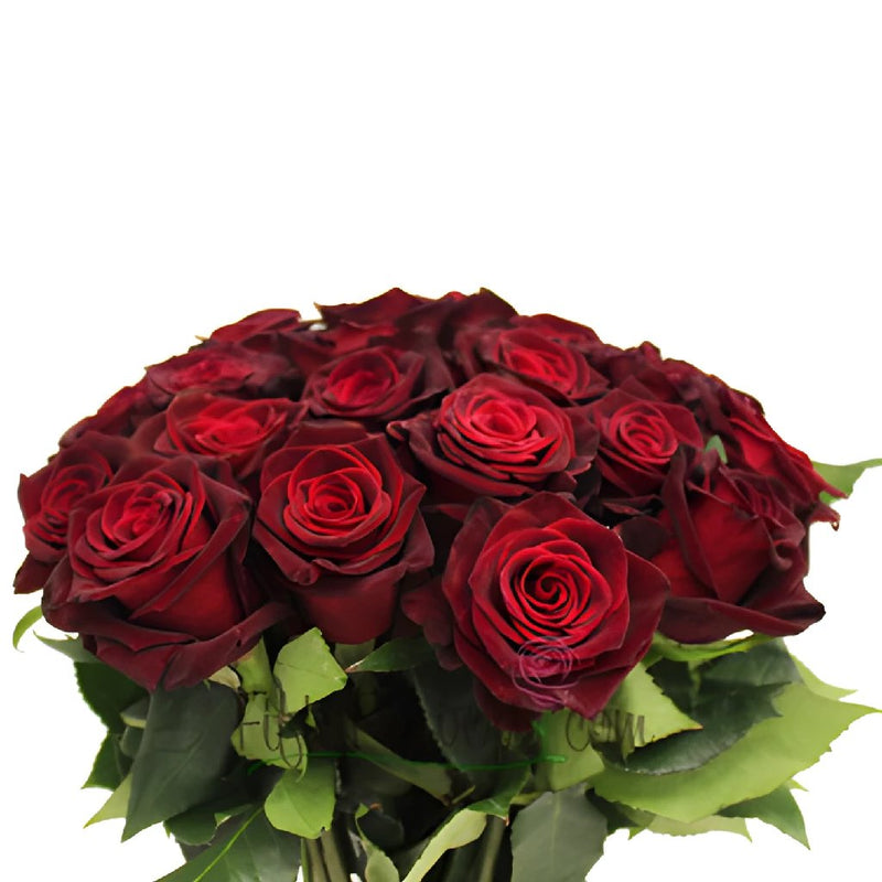 Black Bacarra Red DIY Wedding Roses