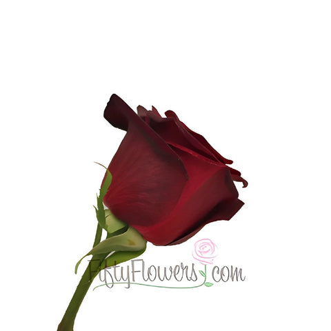 Black Bacarra Red Wholesale Rose