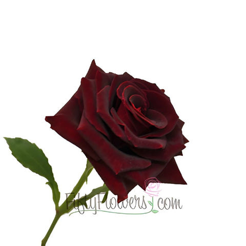 Scarlett Ohara Red Sweetheart Rose