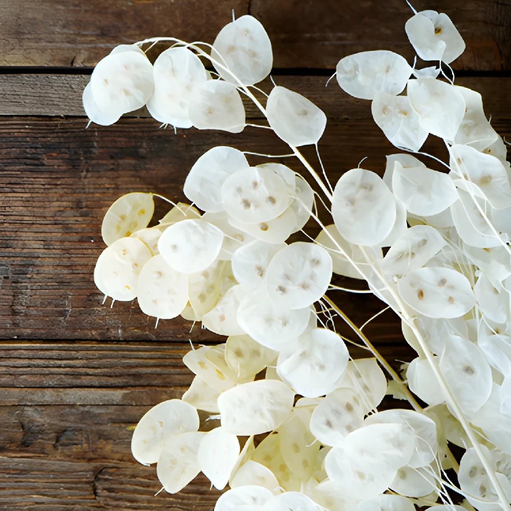 Buy Wholesale Natural Dried Lunaria in Bulk - FiftyFlowers