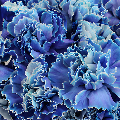 Blue Tinted Wholesale Carnations Up close