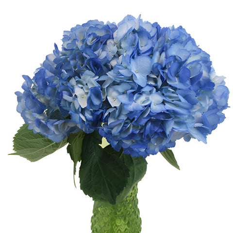 Blue Airbrushed Hydrangea Wholesale Flower In a vase