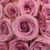 Blue Curiosa Lavender Purple Rose