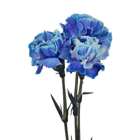 Buy Wholesale Blue Enhanced Carnation Flowers in Bulk - FiftyFlowers