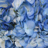 Hydrangea Blue Airbrushed Flower