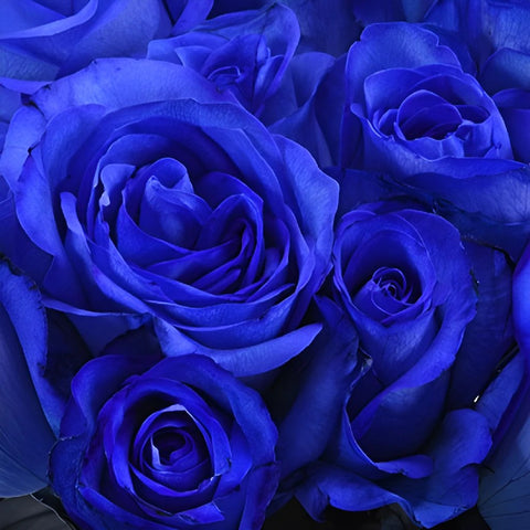 Blue Roses Tinted for Valentine's Day
