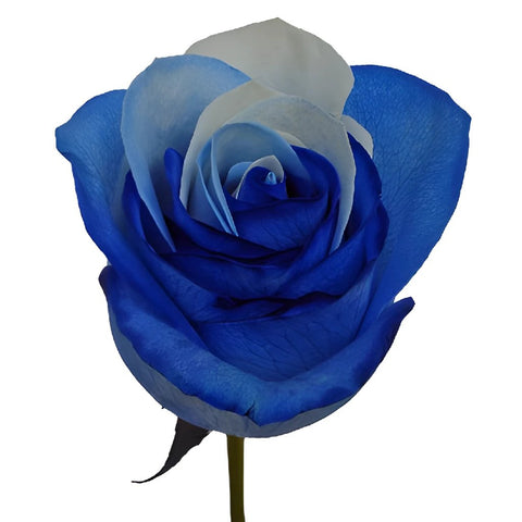 Blue and White Rainbow Roses