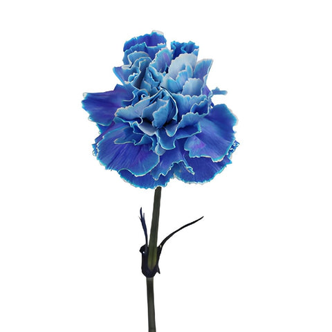 Blue Tinted Carnations side stem
