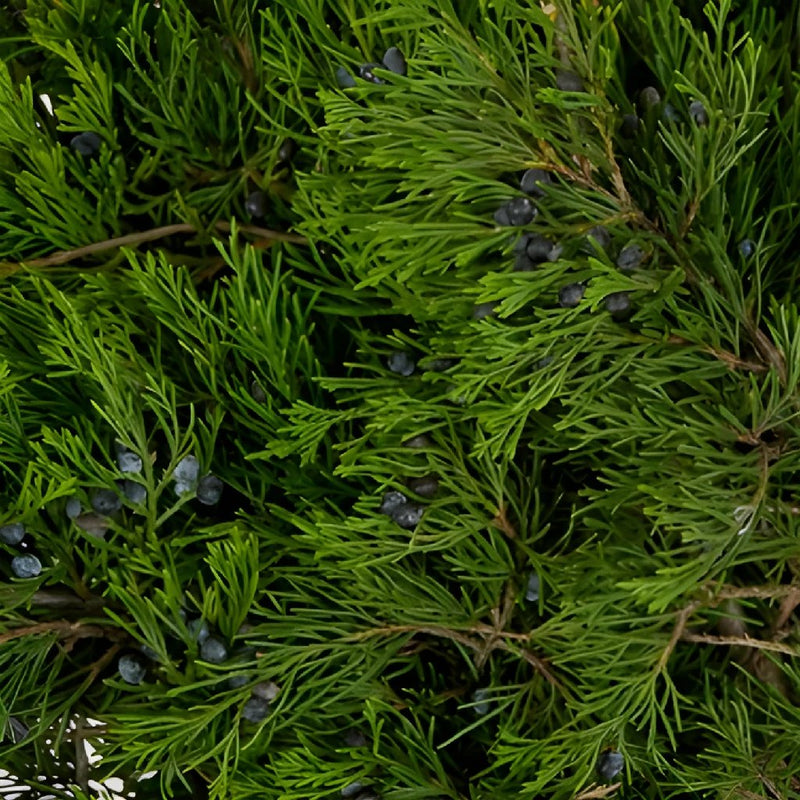 Blueberry Cedar Greenery
