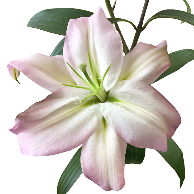 Blush Oriental Lily