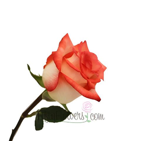 Red Blush Rose