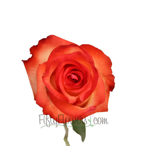 Red Blush Rose