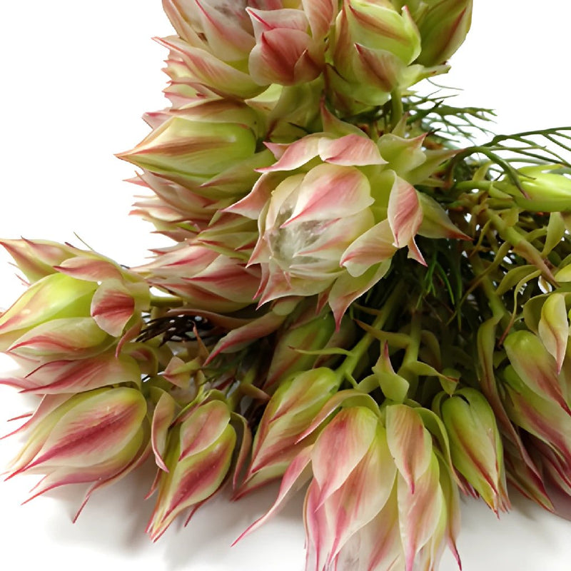 Buy Wholesale Blushing Bride Protea Flower in Bulk - FiftyFlowers