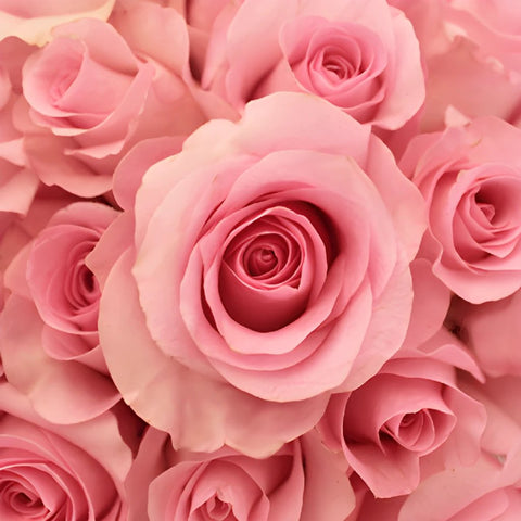 Blushing Akito Bubblegum Pink Rose