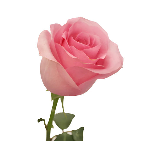 Blushing Akito Bubblegum Pink Rose