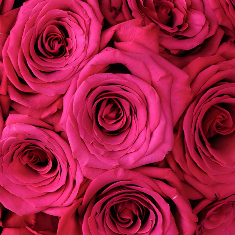 Buy Wholesale Roseberry Pink Rose in Bulk - FiftyFlowers
