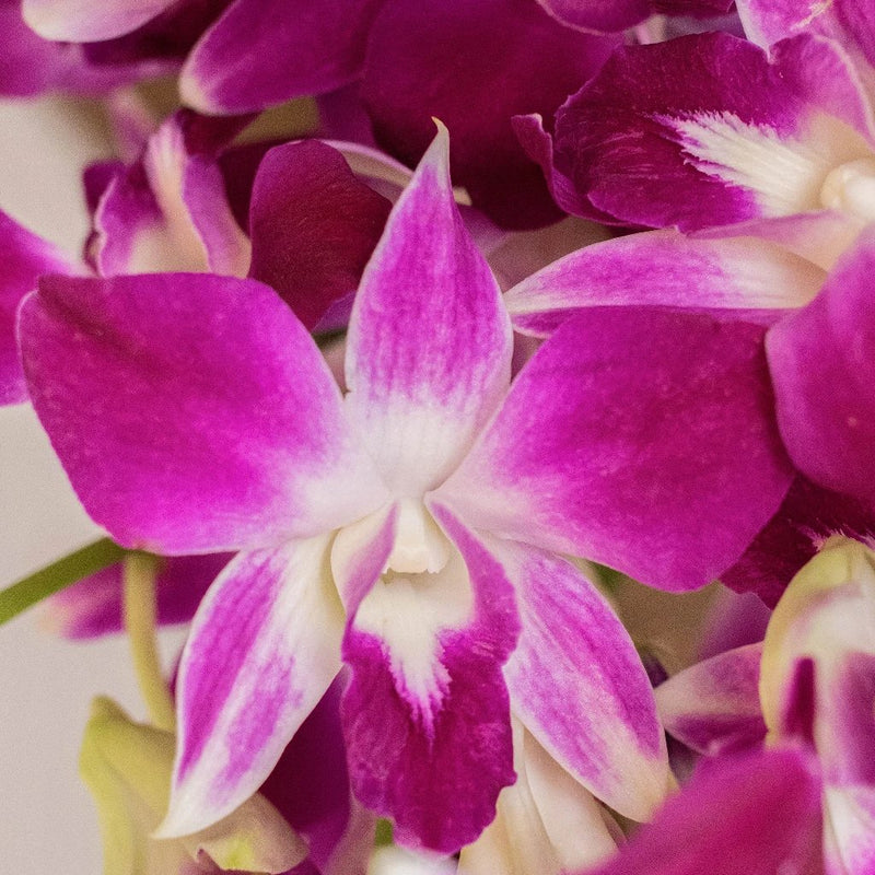 Bombay Dendrobium orchid Wholesale Bloom