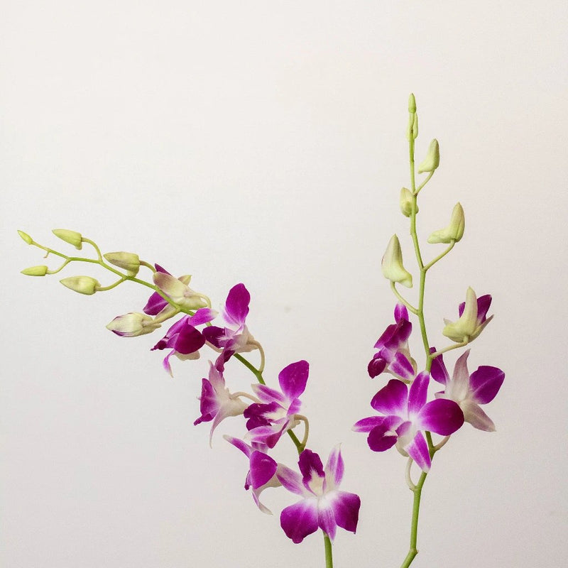 Bombay Dendrobium Orchids