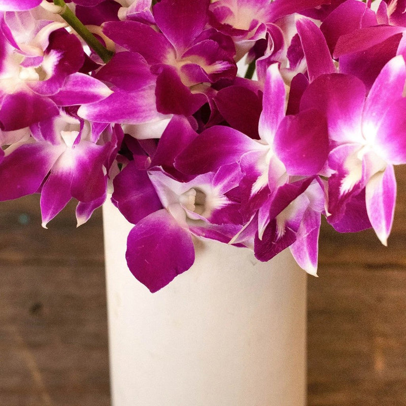 Bombay Dendrobium Orchids