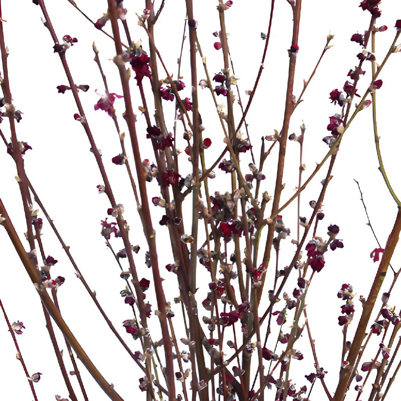 Blooming Red Peach Blossom Branches