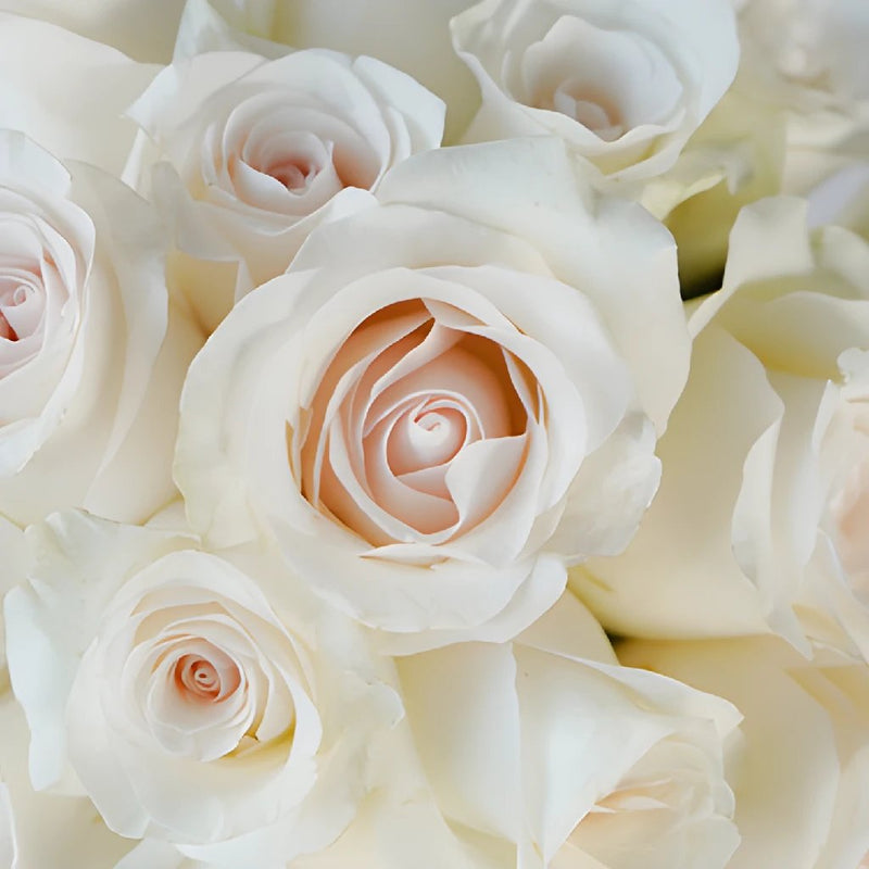 Buy Wholesale Fresh Cut Rose Blushing Bride in Bulk - FiftyFlowers