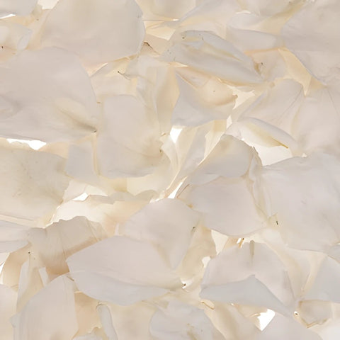 Ivory Dried Rose Petals