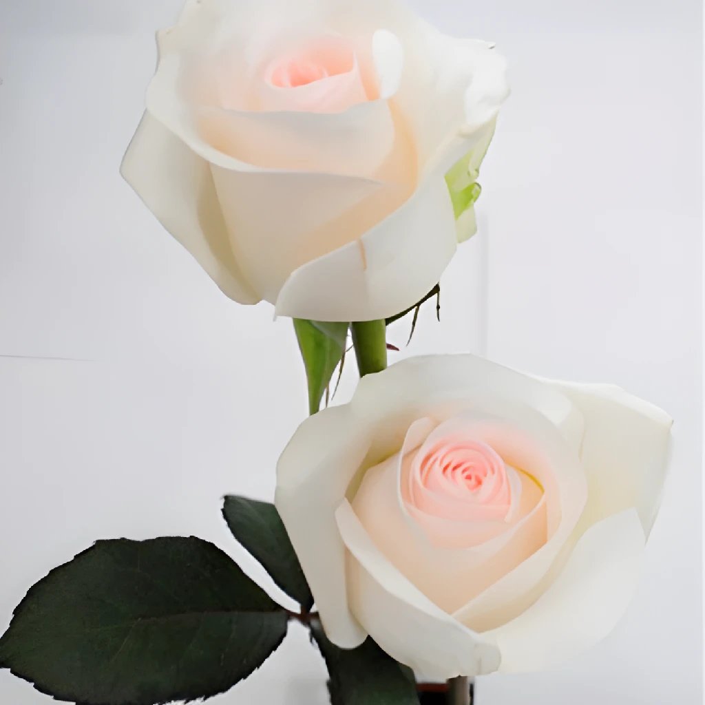 Buy Wholesale Lovely Bride Sweetheart Roses In Bulk - FiftyFlowers