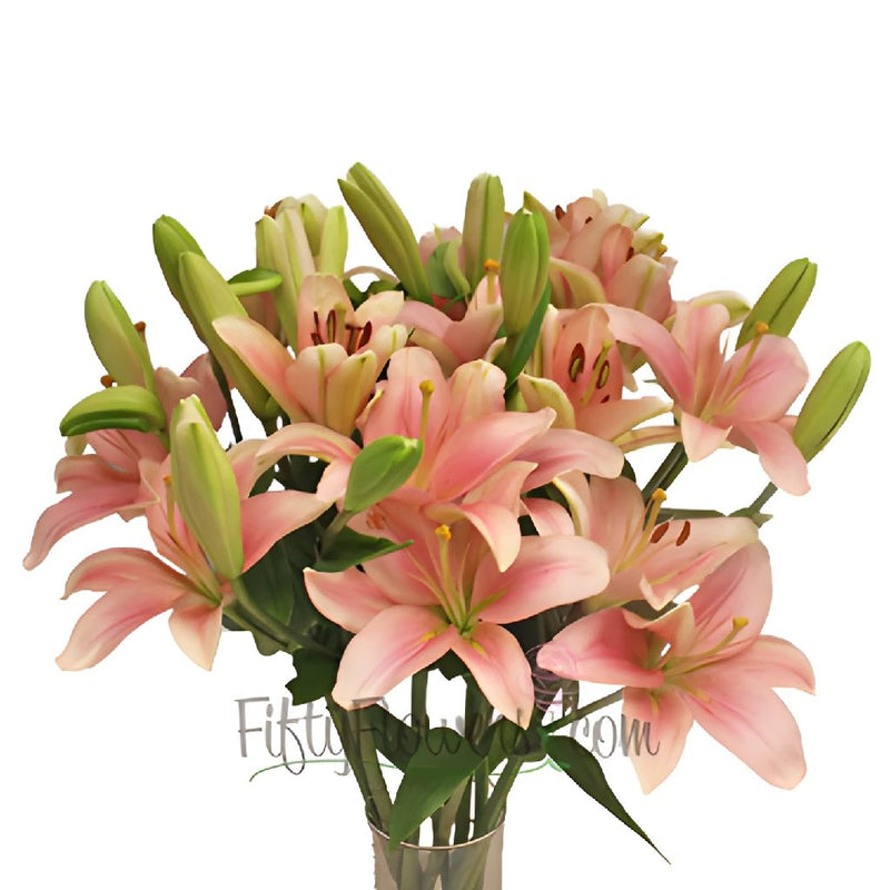 Pinky Mauve Hybrid Lily