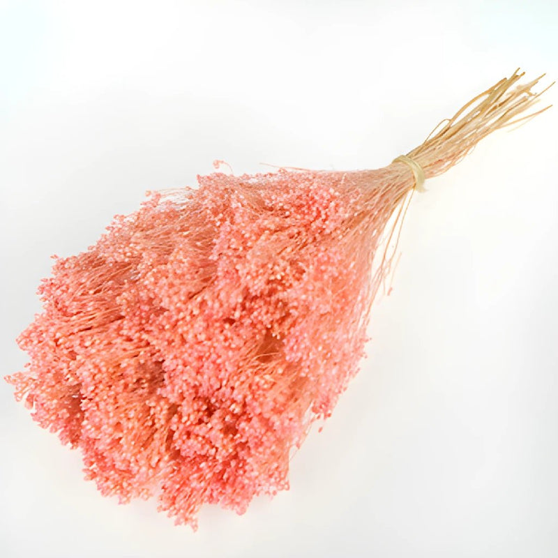 Light Pink Broom Bloom