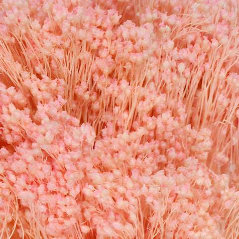 Light Pink Broom Bloom