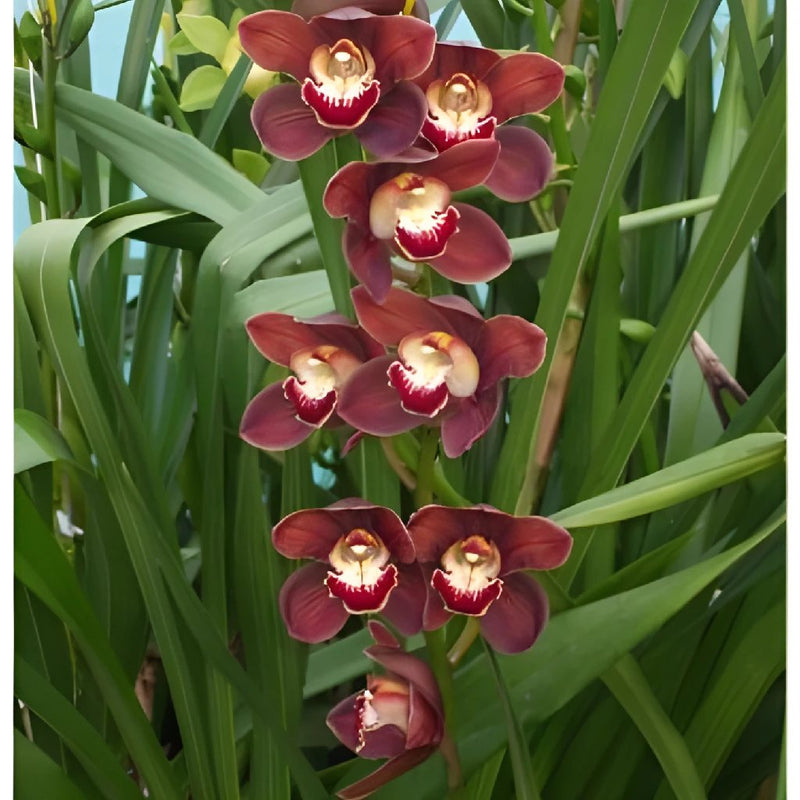 Marsala Cymbidium Orchid