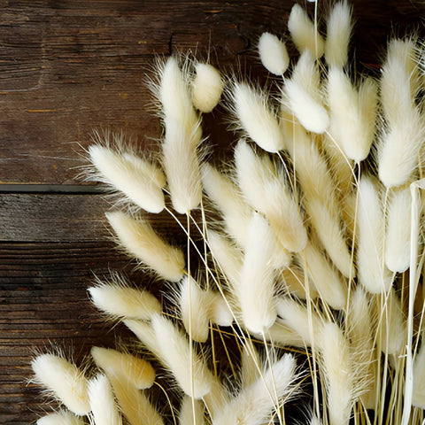 Dried bunny tail grass for free flower delivery