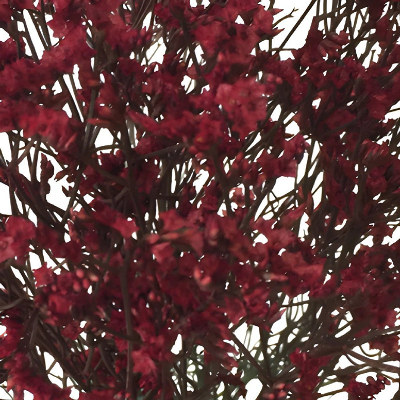 Cranberry Airbrushed Limonium Flowers