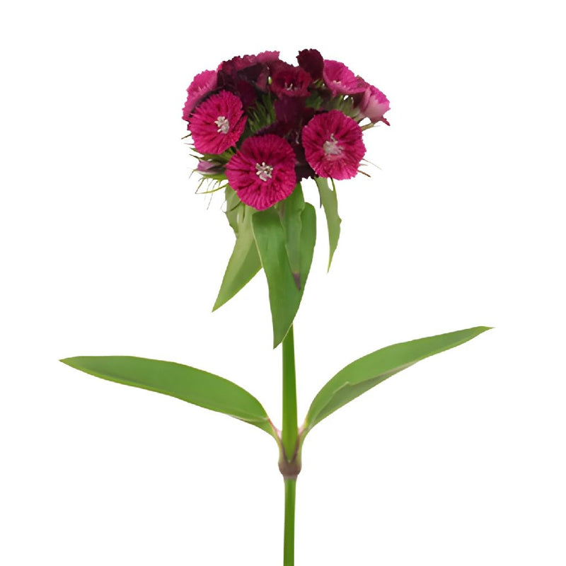 Burgundy Bohemian Dianthus Flower