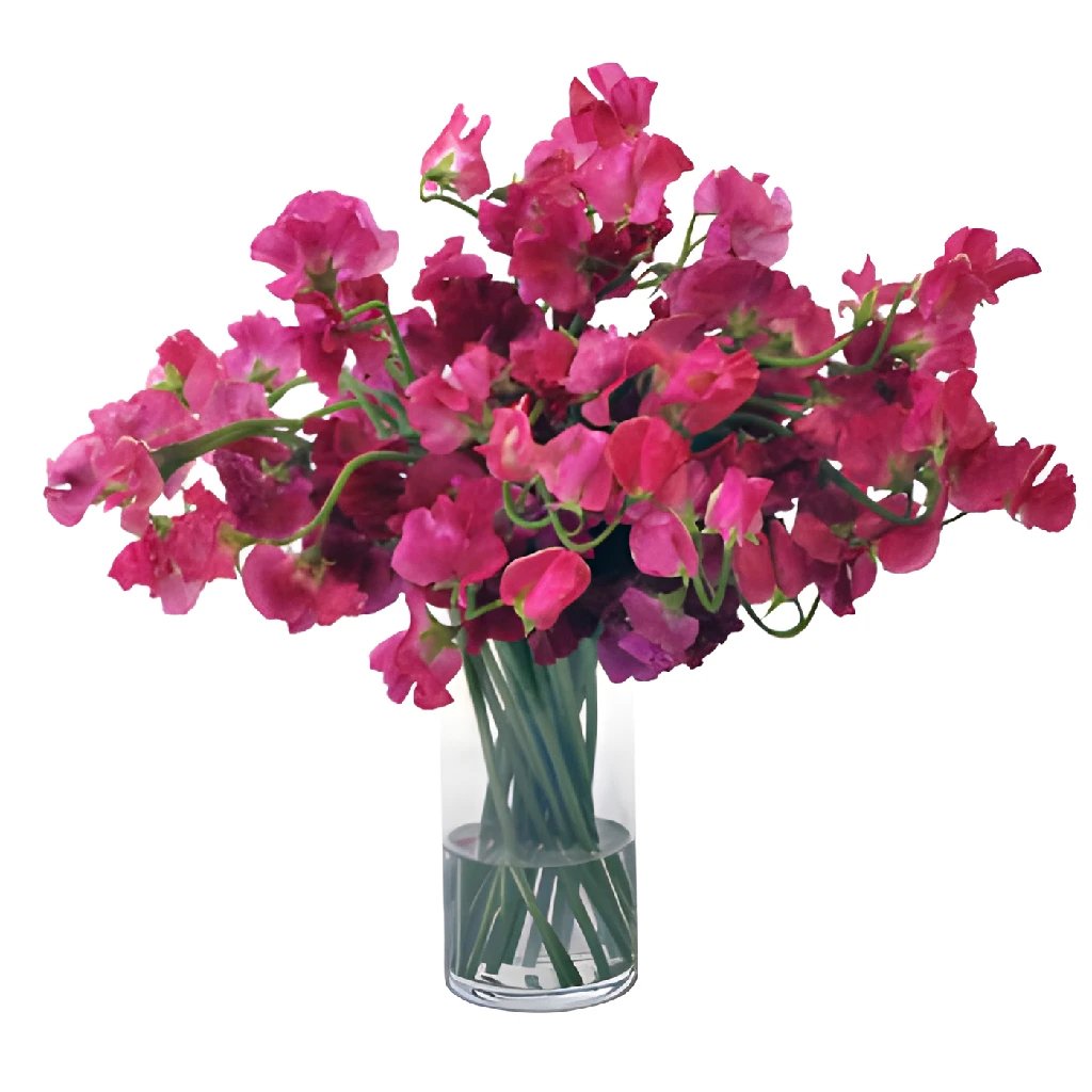 Dark Pink Designer Japanese Sweet Peas