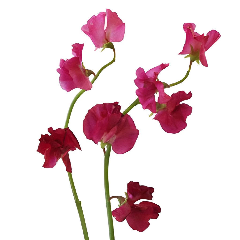 Dark Pink Designer Japanese Sweet Peas