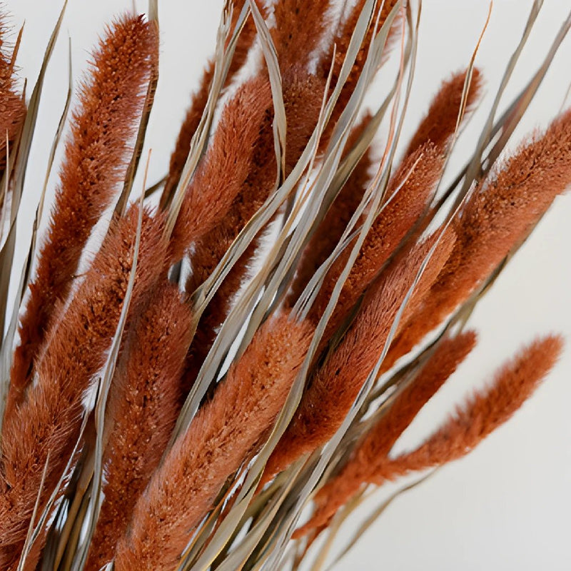 Burnt Orange Foxtail Grass