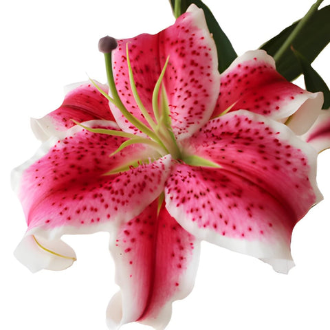 Stargazer Oriental Lily Bloom