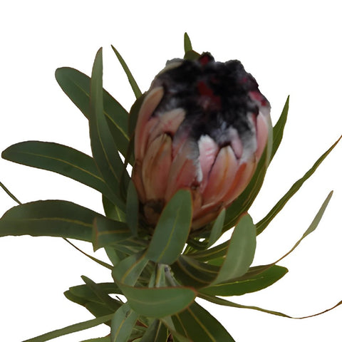 Pink Mini Protea flower stem