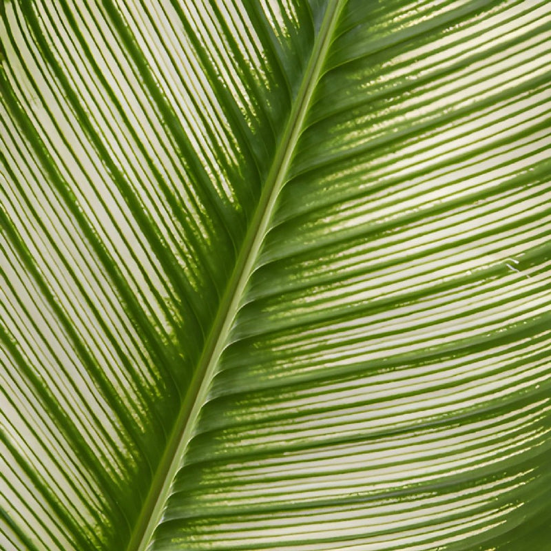 Calathea Leaves Tropical Greenery