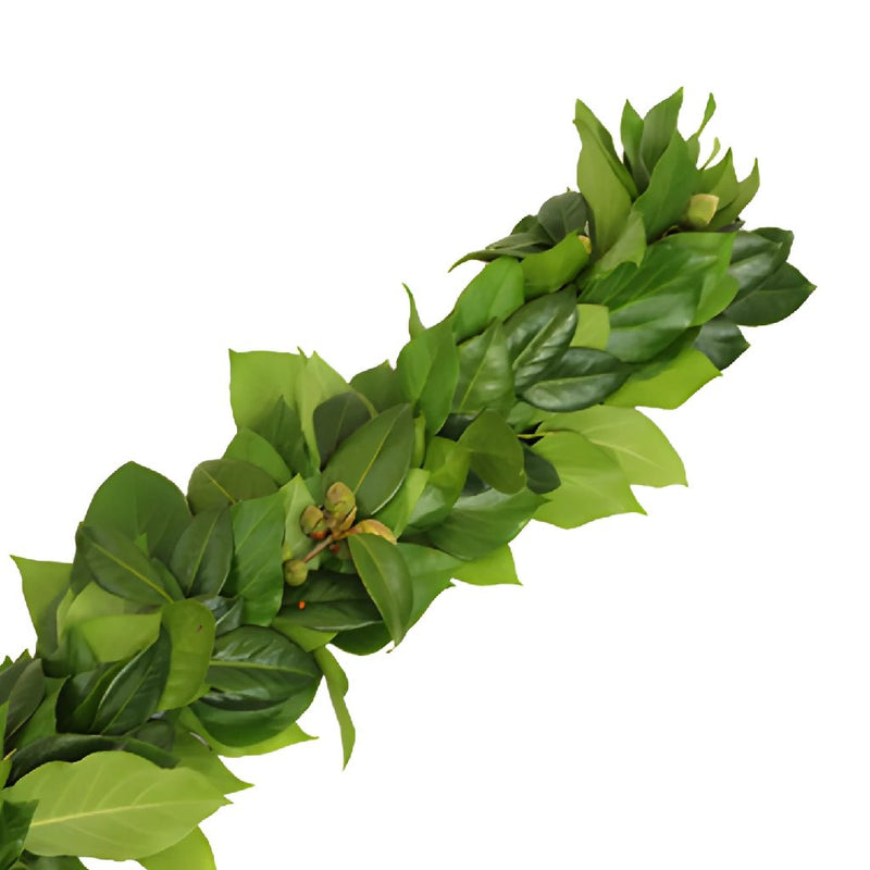 Buy Wholesale Camellia Greens Garland in Bulk - FiftyFlowers