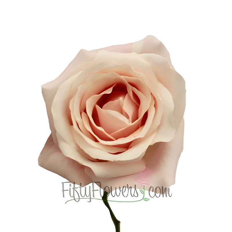 Creamy Pink Candy Bianca Rose