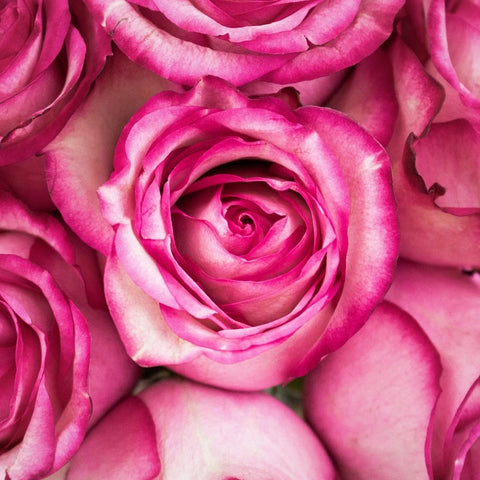 Carrousel Pink Roses up close
