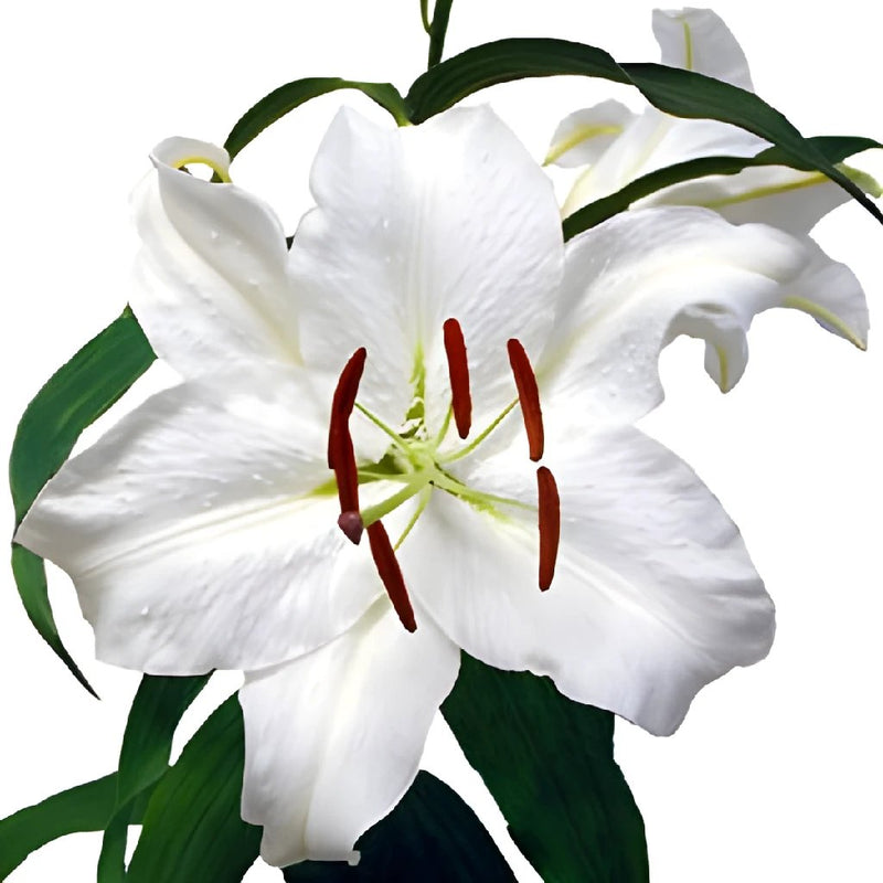 Casa Blanca Lily Bloom
