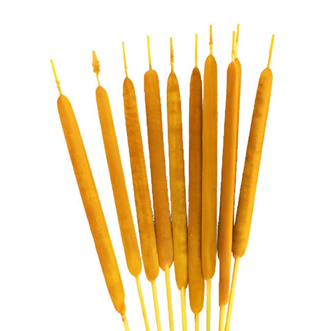 Yellow Airbrushed Cattails