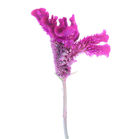 Brain Celosia Magenta Purple Flower