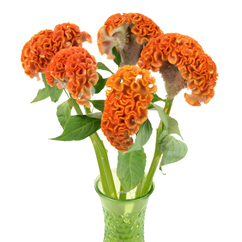 Celosia Orange Fresh Flower