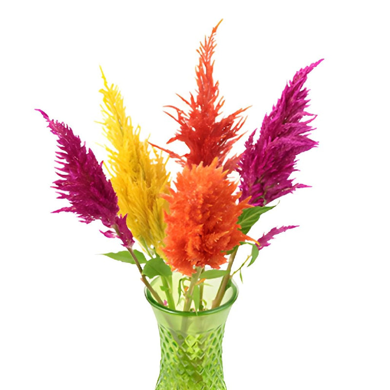 Assorted Feather Celosia Flowers