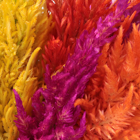 Assorted Feather Celosia Flowers